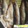 Консервы рыбные Роскон Рыбное меню шпроты в масле из салаки -  - Фото 243127