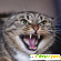 Капли кот баюн -  - Фото 248795