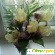 Цветок Ирис гибридный -  - Фото 247263