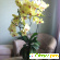 Орхидеи фаленопсис -  - Фото 258260