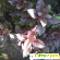 Семена базилика пурпурного Ред Рубин Selekt -  - Фото 263950