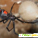 Black spider -  - Фото 264392