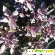 Семена базилика пурпурного Ред Рубин Selekt -  - Фото 263952