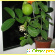 лимон - выращивание в домашних условиях -  - Фото 266483