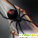 Black spider -  - Фото 264390
