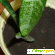 Комнатное растение Сансервьера (сансевиерия) -  - Фото 270073