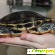 Красноухая черепаха -  - Фото 291240