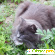 Кошка сибирская -  - Фото 301493