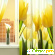 Фотошторы Сирень «Тюльпаны» -  - Фото 328070