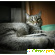 обыкновенная кошка -  - Фото 334554
