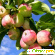 Яблоки: витамины, полезные свойства, вред -  - Фото 356071