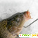 Активатор клева fish xxl для зимней рыбалки -  - Фото 346110