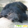 Бинтуронг - кошачий медведь: содержание дома -  - Фото 365687