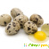 Перепелиные яйца: калорийность, полезные свойства -  - Фото 364725
