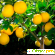 Лимон: польза и вред для здоровья -  - Фото 373419