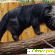 Бинтуронг - кошачий медведь: содержание дома -  - Фото 365688