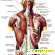 Мышечная система организма человека строение -  - Фото 370647