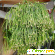 Выращивание рипсалиса в домашних условиях -  - Фото 363955