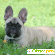 Французский бульдог: характер и описание породы собак -  - Фото 365288