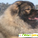 Кавказская овчарка: описание породы собак -  - Фото 365758