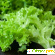 Салат латук – калорийность и полезные свойства -  - Фото 365923