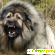 Кавказская овчарка: описание породы собак -  - Фото 365759