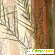 Финиковая пальма - Как вырастить Финиковую пальму из косточки -  - Фото 374600