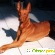 Фараонова собака: описание породы, стандарт, щенки -  - Фото 362567