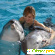 Плавать с дельфинами в москве -  - Фото 378425
