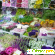 Цветы рижский рынок -  - Фото 397632