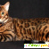 Порода кошек бенгальская -  - Фото 402443