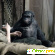 Планета обезьян: Революция (Blu-ray) -  - Фото 408154