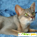 Порода кошек абиссинская -  - Фото 409779