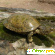 Черепаха -  - Фото 424725