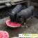 Вьетнамские вислобрюхие свиньи развод содержание отзывы видео -  - Фото 445835