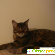 Бенгальская кошка отзывы владельцев отрицательные -  - Фото 449947
