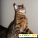 Бенгальская кошка отзывы владельцев отрицательные -  - Фото 449945