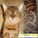 Бенгальская кошка отзывы владельцев отрицательные -  - Фото 449946