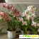 Удобрение Pokon для орхидей -  - Фото 504761