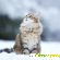 Сибирский кот фото -  - Фото 496166