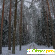 Беловежская пуща зимой отзывы туристов -  - Фото 503563