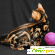 Бенгальская кошка характер отзывы достоинства и недостатки -  - Фото 520853