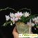 Мини орхидея Фаленопсис -  - Фото 509376