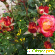 Садовое растение Роза -  - Фото 522885