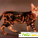 Бенгальская кошка характер отзывы достоинства и недостатки -  - Фото 520854
