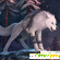 Черный волк и серебряный лис -  - Фото 553185