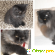Персидская кошка -  - Фото 582947