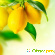 Имбирь корица мед лимон для похудения отзывы -  - Фото 583668