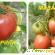 томат мазарини -  - Фото 566247