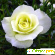 Белая роза -  - Фото 608235